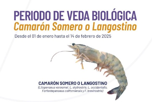 ecuador-protege-cangrejos-rojos-y-azules-con-veda-reproductiva.ecuador221.com_.ec_ Ecuador protege cangrejos rojos y azules con veda reproductiva