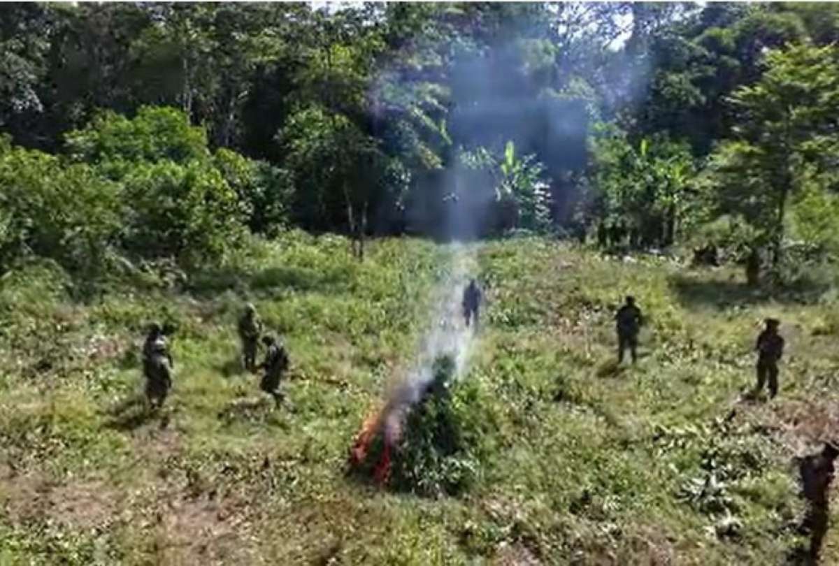 ejercito-destruye-10000-plantas-de-coca-en-sucumbios.ecuador221.com_.ec_ Ejército destruye 10,000 plantas de coca en Sucumbíos