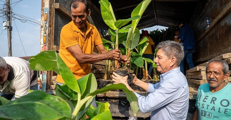 Los Ríos potencia el agro con 222.000 plantas de plátano