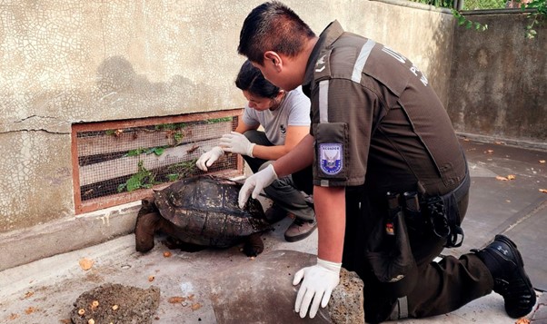 multan-con-13.248-a-conductor-por-atropellar-tortuga-en-galapagos.ecuador221.com_.ec_ Multan con $13.248 a conductor por atropellar tortuga en Galápagos