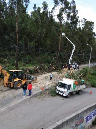 Municipalidad de Cuenca actúa ante riesgo de colapso en árboles