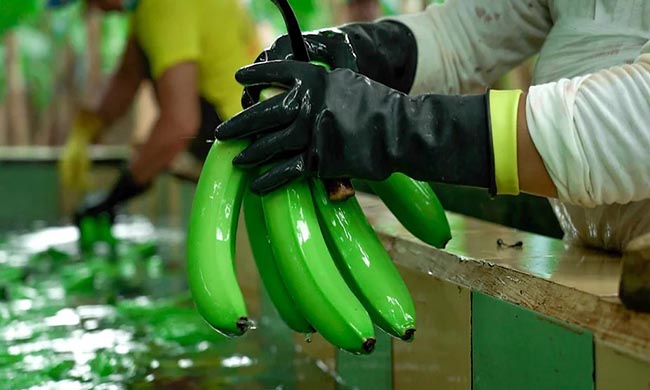 sector-bananero-exporto-36416-millones-de-cajas-de-la-fruta-en-2024-ecuador221.com_.ec_ Sector bananero exportó 364,16 millones de cajas de la fruta en 2024