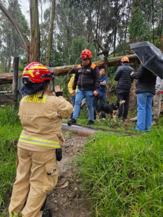 Tala de árboles programada en la Panamericana Norte