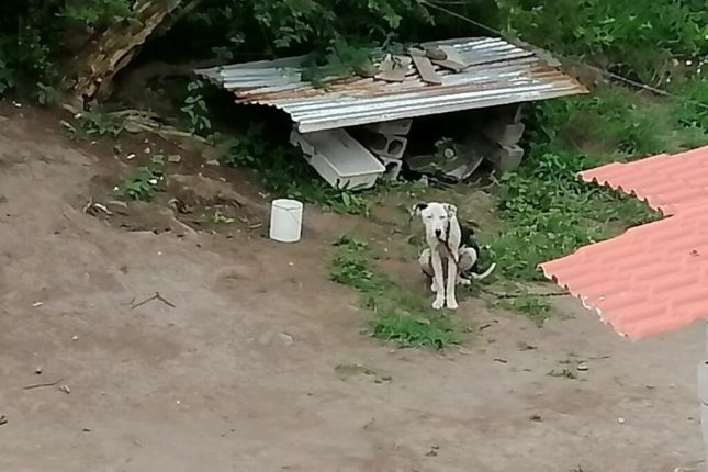 UBA rescata perros maltratados en Los Chillos