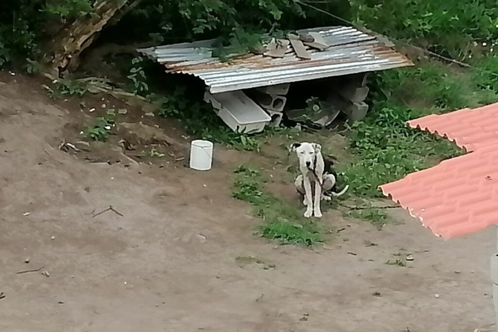 uba-rescata-perros-maltratados-en-los-chillos.ecuador221.com_.ec_ UBA rescata perros maltratados en Los Chillos