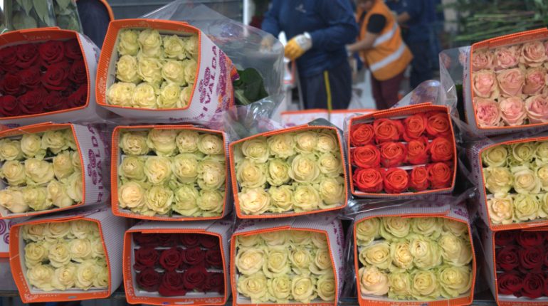 Ecuador prevé exportar 27.300 toneladas de flores en San Valentín