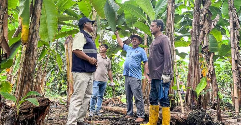 Prefectura de Los Ríos impulsa asesoría agrícola constante