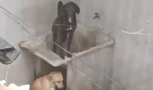 Autoridades rescatan perros abandonados bajo la lluvia en Guayaquil