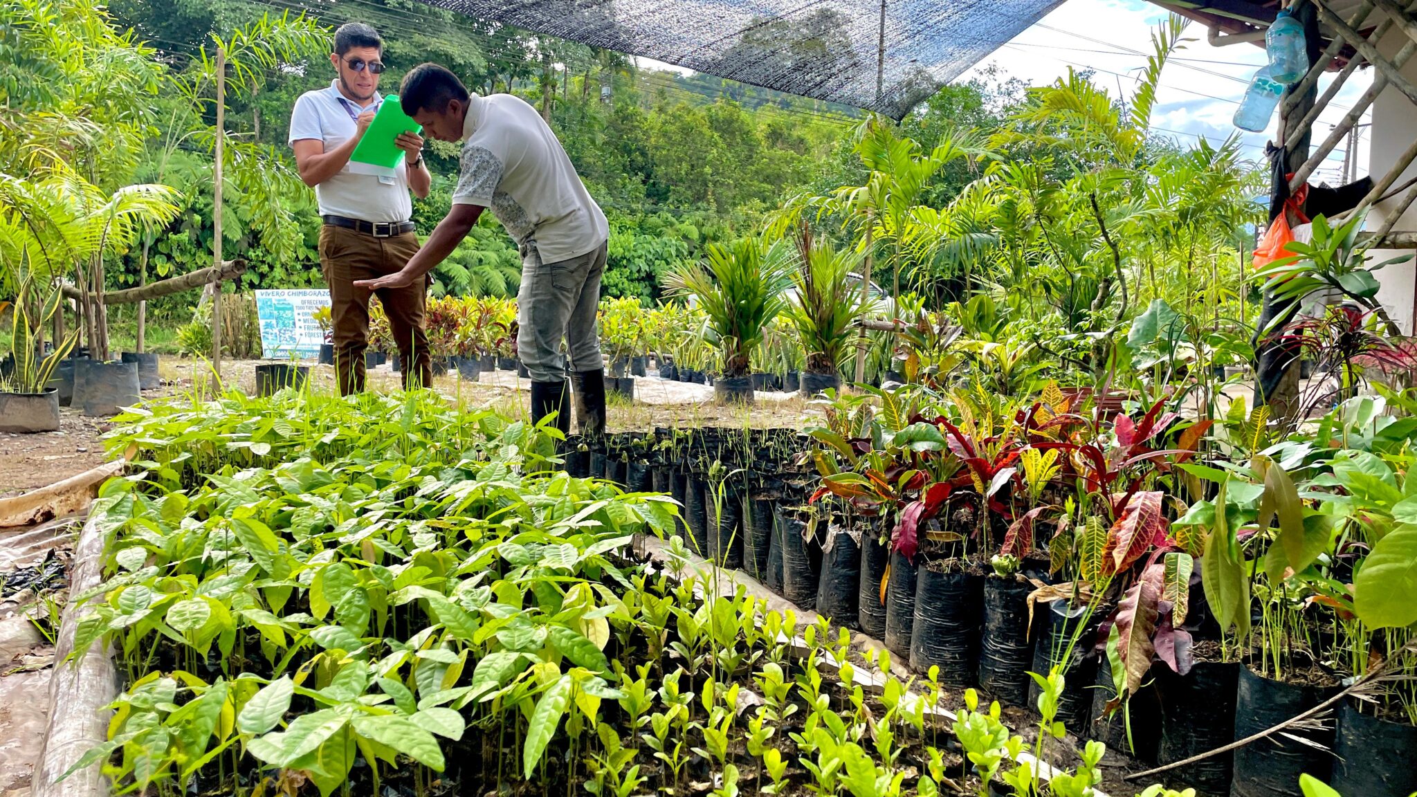 controlan-calidad-de-semillas-y-plantas-en-napo.ecuador221.com_.ec_ Controlan calidad de semillas y plantas en Napo