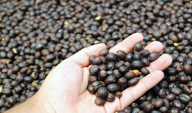 crean-mesa-tecnica-del-cafe-para-fortalecer-la-productividad-del-sector-ecuador221.com_.ec_ Crean mesa técnica del café para fortalecer la productividad del sector