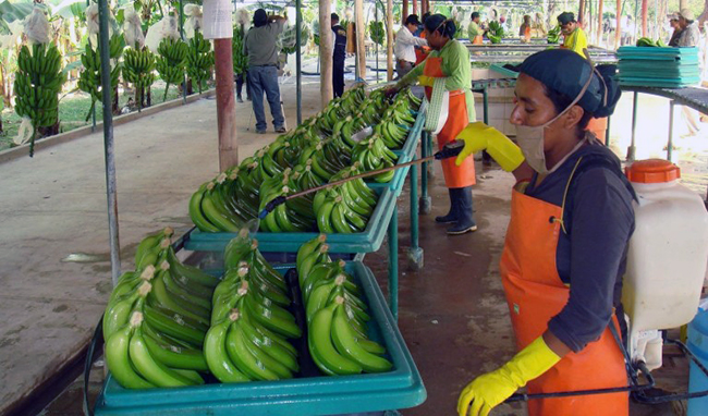 Ecuador exportó 274 millones de cajas de banano en 2024