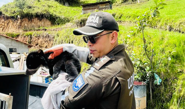 en-imbabura-se-rescato-a-una-cria-de-oso-de-anteojos-ecuador221.com_.ec_ En Imbabura se rescató a una cría de oso de anteojos