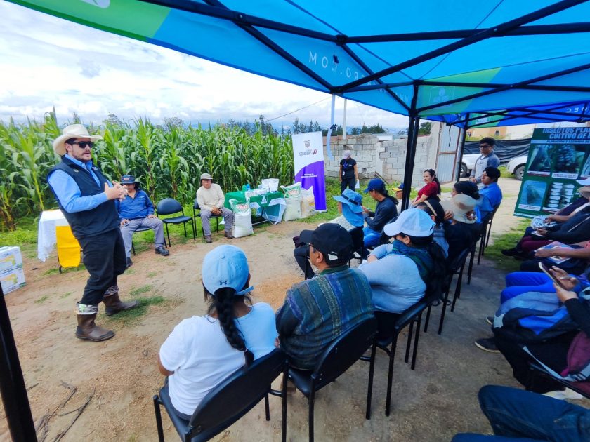 MAG promueve prácticas sostenibles en el cultivo de maíz - Ecuador 221