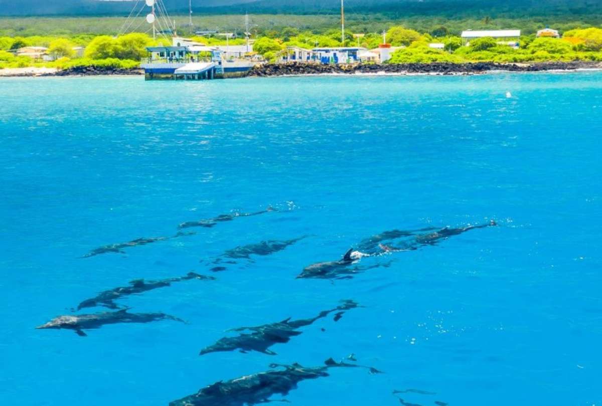 mas-de-100-delfines-avistados-cerca-de-isla-floreana.ecuador221.com_.ec_ Más de 100 delfines avistados cerca de Isla Floreana