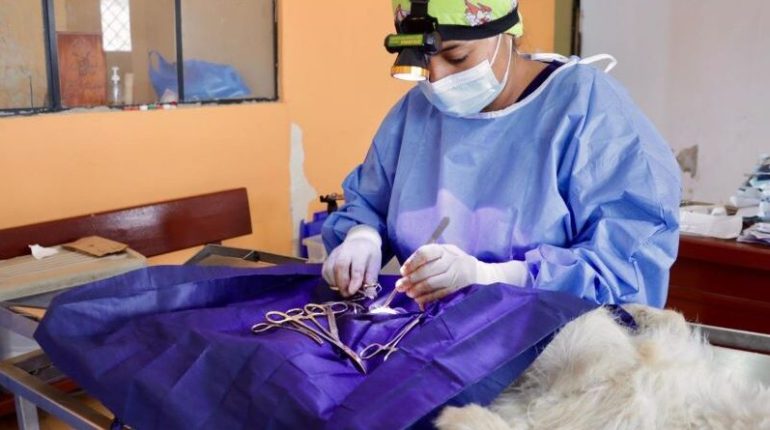 Mujeres lideran el cambio en el bienestar animal en Quito