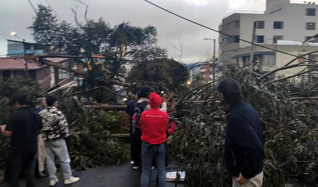 Un árbol cae y deja personas heridas en el norte de Quito