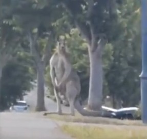 canguro-gigante-de-2-5-metros-sorprende-en-australia.ecuador221.com_.ec_ Canguro gigante de 2,5 metros sorprende en Australia
