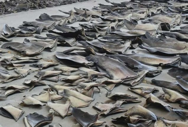 Decomisan 16.5 toneladas de aletas en Manta