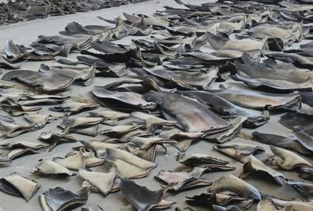 decomisan-16-5-toneladas-de-aletas-en-manta.ecuador221.com_.ec_ Decomisan 16.5 toneladas de aletas de tiburón en Manta