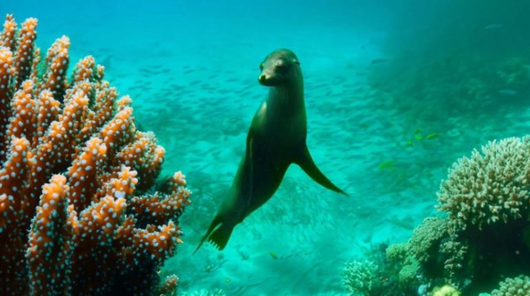 Disney revela “Sea Lions of the Galápagos” con Brendan Fraser