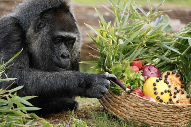 Fatou celebra 68 años en zoológico de Berlín