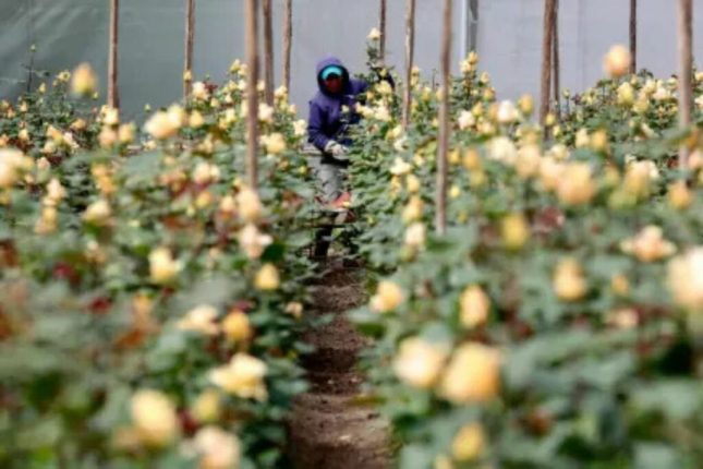 Floricultores ecuatorianos afrontan aranceles de EE.UU. con estrategias