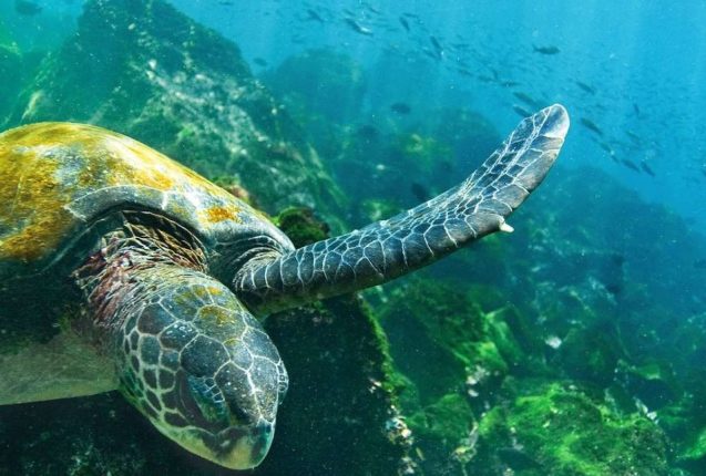 Galápagos y Ecuador triunfan en los Wanderlust Travel Awards
