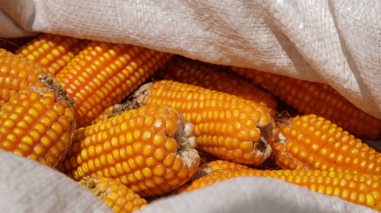 Gobierno elimina intermediarios en compra de arroz y maíz