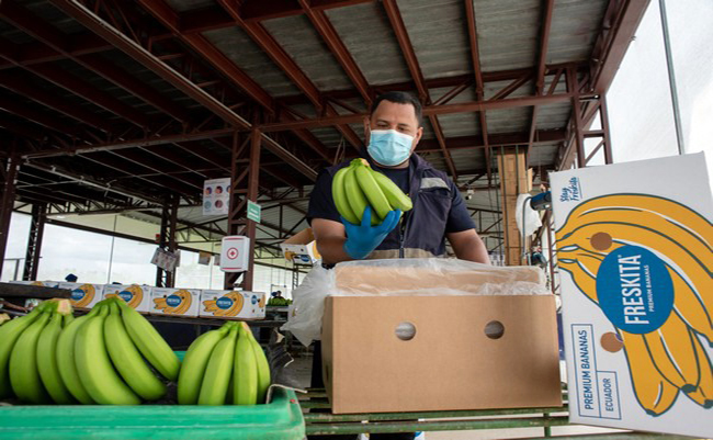 Las exportaciones bananeras crecieron en primer trimestre de 2025