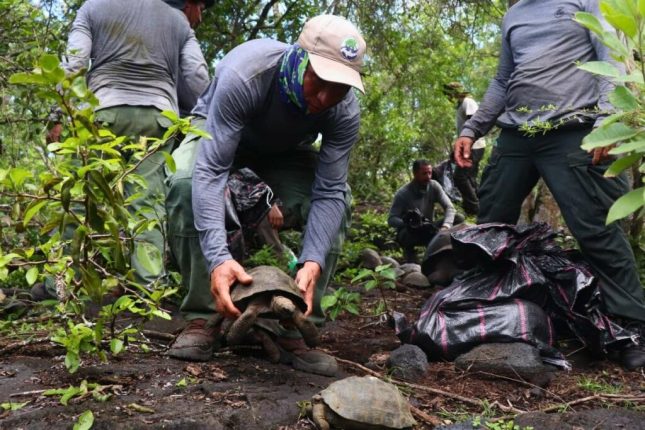 Liberan 170 tortugas gigantes en su hábitat en Galápagos