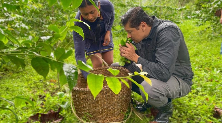 MAG promueve Ruta Agroproductiva de Guayusa en Napo
