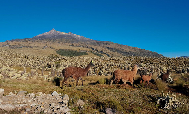 Proyecto Geotérmico Binacional Tufiño-Chiles-Cerro Negro generará 138 megavatios