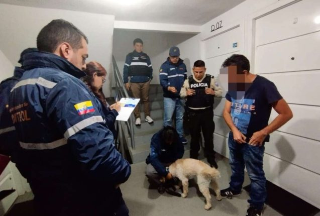 Rescatan a Ninja, perro golpeado en Calderón, Quito