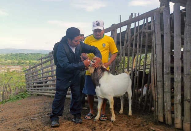 Zapotillo impulsa producción caprina con control sanitario sostenible