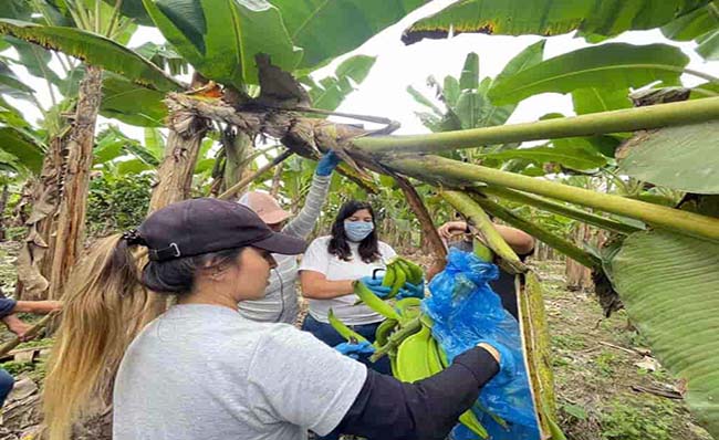 caja-de-platano-barraganete-alcanzo-los-16-dolares-ecuador221.com_.ec_ Caja de plátano barraganete alcanzó los 16 dólares