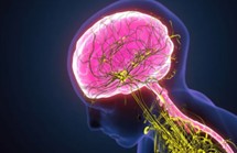 Falta de sueño activa destrucción neuronal en el cerebro