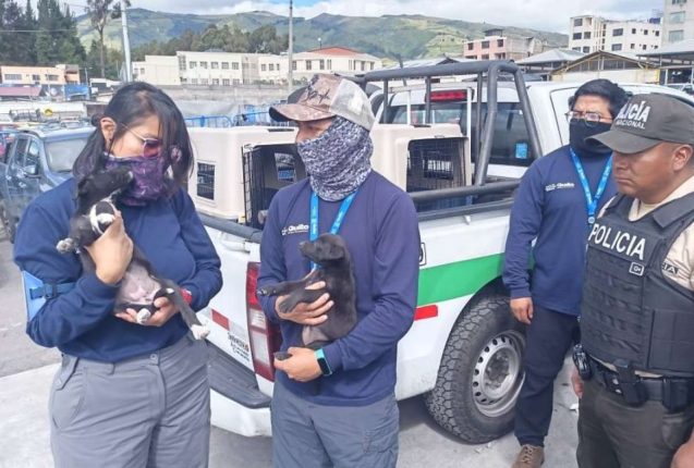 Rescatan 11 mascotas maltratadas en mercado de Quito