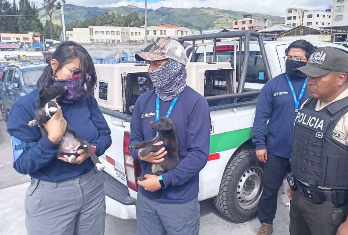 ecuador 221 rescatan-11-mascotas-maltratadas-en-mercado-de-quito.ecuador221.com_.ec_ Rescatan 11 mascotas maltratadas en mercado de Quito