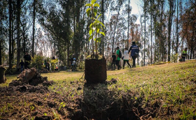Vecinos y Municipio siembran 1.441 árboles en el norte de Quito