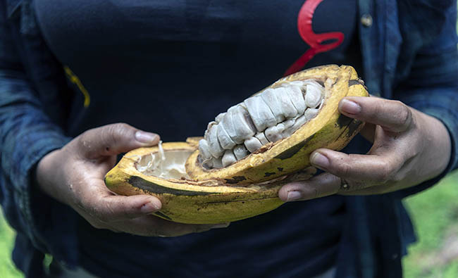 Cacao principal producto agrícola ecuatoriano