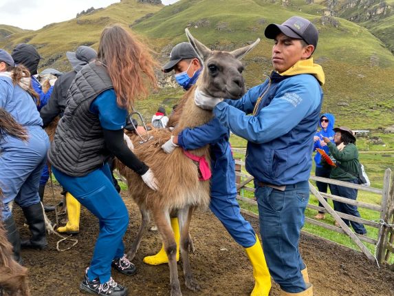 Campaña sanitaria atiende 600 animales en Zumbahua, Cotopaxi