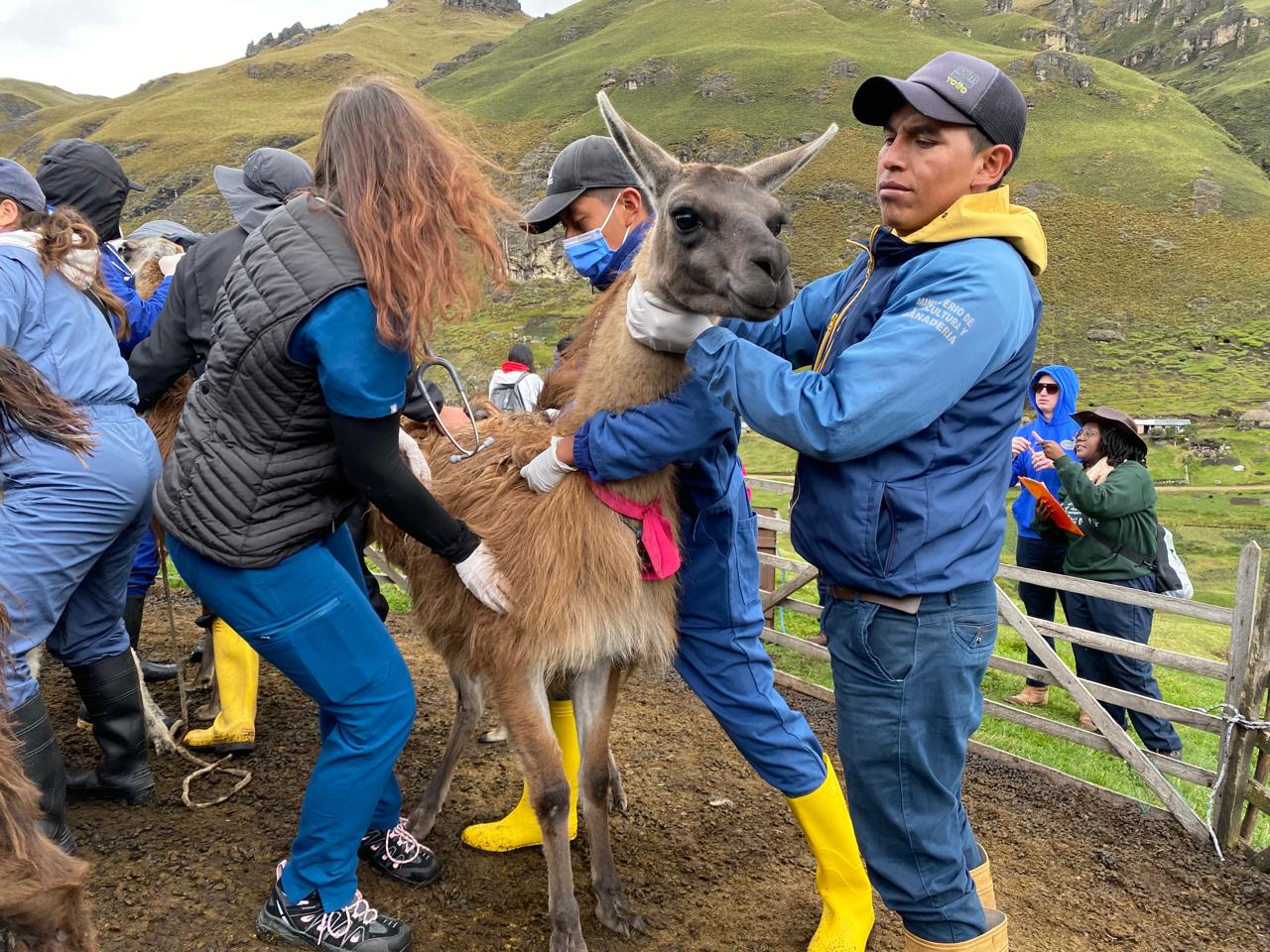 ecuador 221 campana-sanitaria-atiende-600-animales-en-zumbahua-cotopaxi.ecuador221.com_.ec_ Campaña sanitaria atiende 600 animales en Zumbahua, Cotopaxi
