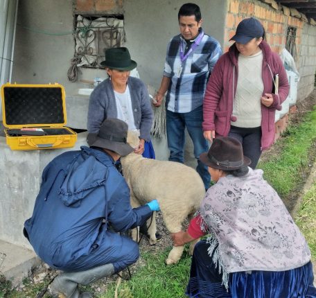 Cañar impulsa genética ovina con inseminación laparoscópica