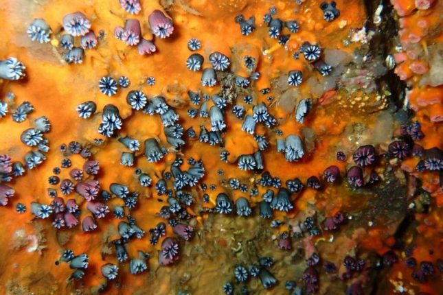 Científicos redescubren coral solitario perdido en Galápagos