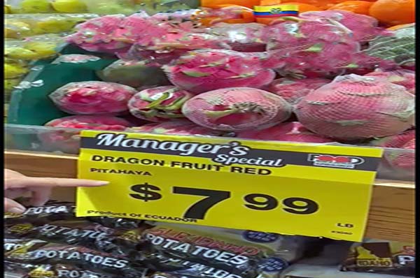desafios-y-oportunidades-para-el-sector-pitahayero-del-pais-ecuador221.com_.ec_ Desafíos y oportunidades para el sector pitahayero del país