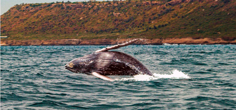 ecuador 221 las-ballenas-jorobadas Las ballenas jorobadas inician su Gira del Amor