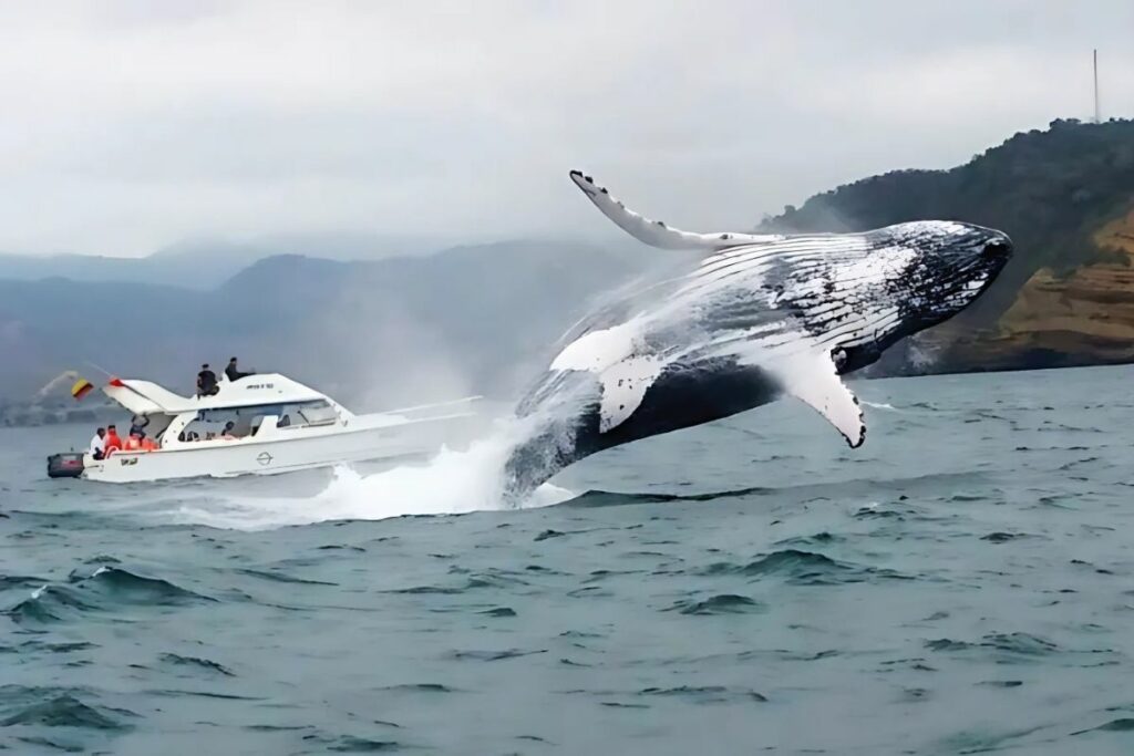 ecuador 221 pescadores-rescatan-ballena-atrapada-en-red-en-palmar.ecuador221.com_.ec_ Pescadores rescatan ballena atrapada en red en Palmar