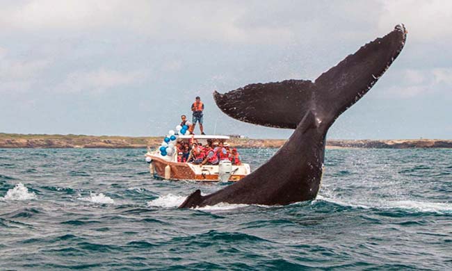 salinas-se-alista-para-recibir-la-visita-de-las-gigantes-del-mar-ecuador221.com_.ec_ Salinas se alista para recibir la visita de las “gigantes del mar”