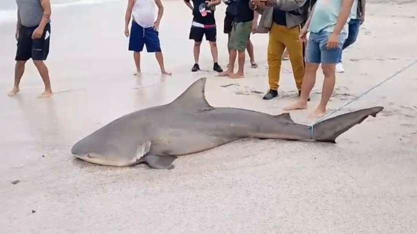 ecuador 221 tiburon-de-tres-metros-varado-en-crucita-manabi.ecuador221.com_.ec_ Tiburón de tres metros varado en Crucita, Manabí