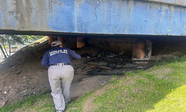 una-perrita-fue-quemada-viva-en-el-norte-de-quito-ecuador221.com_.ec_ Una perrita fue quemada viva en el norte de Quito